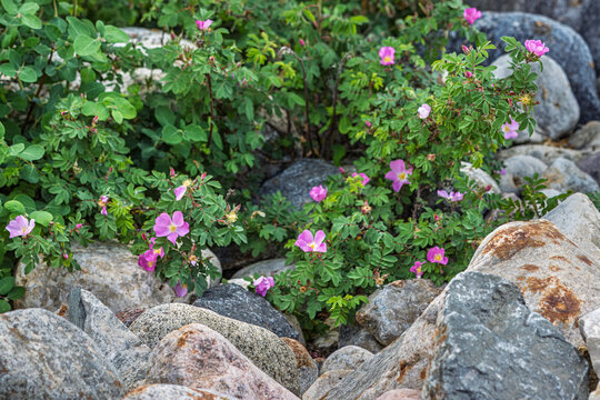 Rosa arkansana, wild prairie rose growing between big rocks, a contrast between dead and living matter.