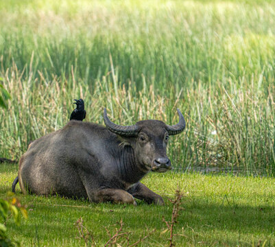 Wild Water Buffalo Resting in Wetlands at Udawalawe National Park