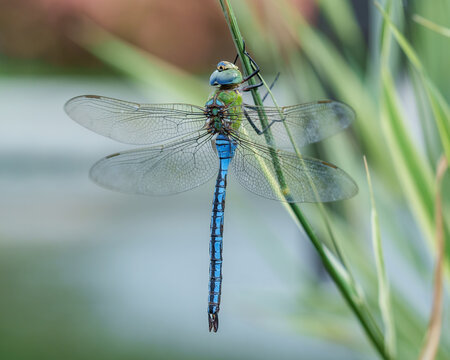 Blue emperor dragonfly resting on green grass stem