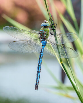 Blue emperor dragonfly resting on green plant stem
