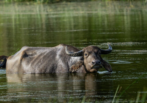 Wild Water Buffalo Standing in Shallow Wetland Water Sri Lanka