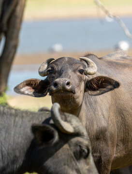 Wild Water Buffalo Staring Toward the Camera in Sri Lanka Wetland
