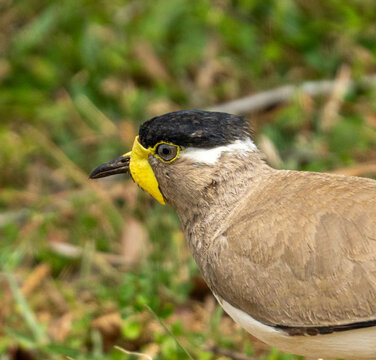 Yellow-wattled Lapwing Alert in Grassland Habitat Sri Lanka
