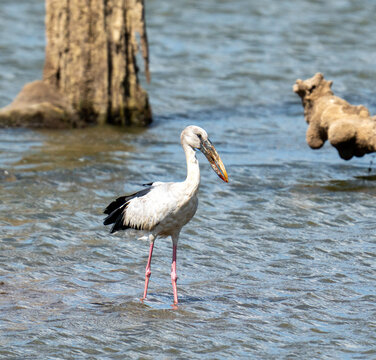 Asian Openbill Wading in Shallow Water at an Ancient Tank Sri Lanka
