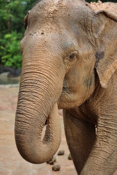 elephant closeup