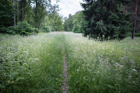 Walking pathway lying through lush meadow of wildflowers and grass thickets in summer city park, trail surrounded by trees, blooming plants and greenery in town garden, summertime landscape outdoors.
