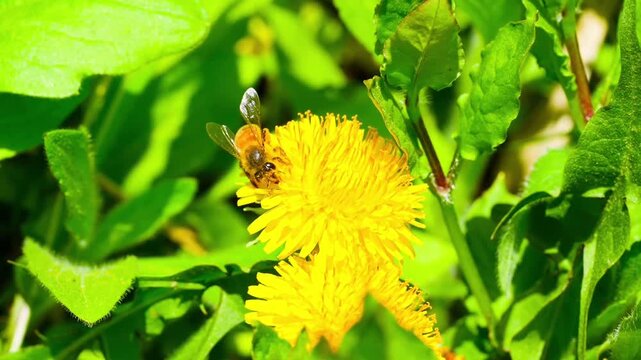 Macro. The honey bee collects pollen from a dandelion flower. Collects nectar