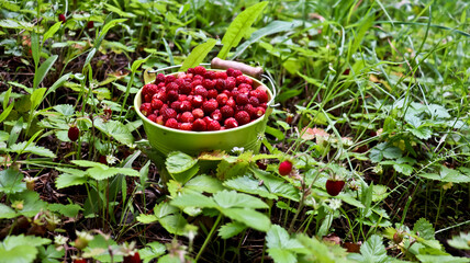 Ripe red wild strawberries in a small metal bucket . fragrant forest juicy wild strawberries in a small metal bucket with standing among berry bushes A small bucket of wild strawberries. Bucket green, © Мария Мария