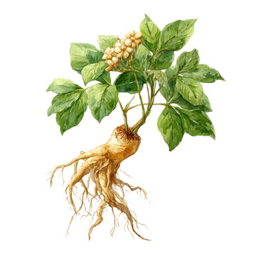 Siberian Ginseng watercolor vector, hand-painted style, high-quality illustration isolated on white background.