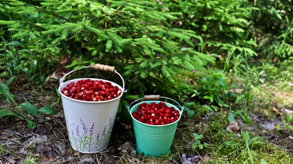 Ripe red wild strawberries in a small metal bucket . fragrant forest juicy wild strawberries in a small metal bucket with standing among berry bushes A small bucket of wild strawberries. Bucket green, © Мария Мария