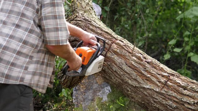 Worker on left side cuts large fallen tree trunk with orange chainsaw in dense green woodland, sending sawdust and wood chips into air, with partial second worker in cap behind