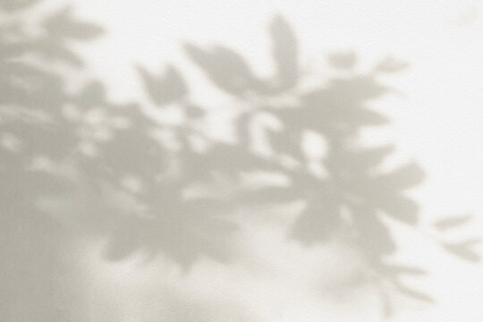Leaf shadow and light beige background. Nature tropical leaves plant and tree branch shade with sunlight on wall texture for background wallpaper and design, shadow overlay effect