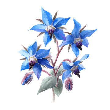 Borage Flower watercolor artwork, high-quality professional vector illustration isolated on a white background.