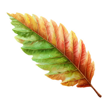 Pecan Leaf watercolor vector, hand-painted style, high-quality illustration isolated on white background.
