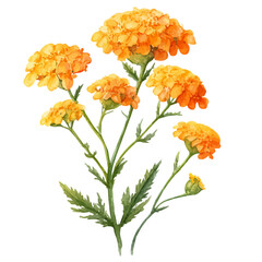 Achillea watercolor vector, hand-painted style, high-quality illustration isolated on white background. © Cooper