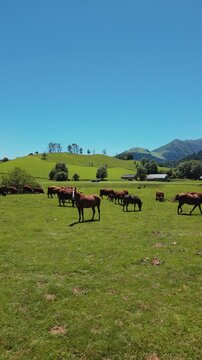 Free horses roam on grass and hills in a fixed shot showing nature in slow motion under a clear sky