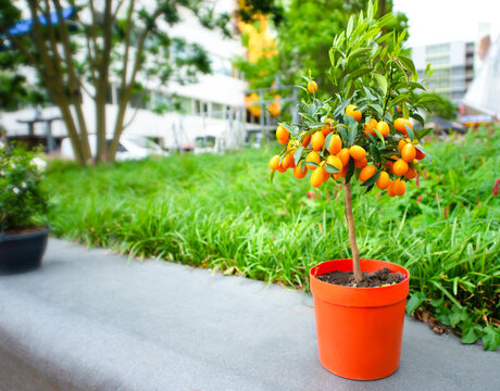 Small kumquat tree growing in a flower pot with bright orange fruits in an urban green space. Decorative citrus plant with ripe fruit, suitable for gardening, landscaping, home gardening