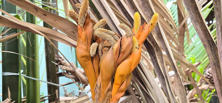 The male inflorescence of the nipa palm (Nypa fruticans) is a dense, yellow, feathery cluster with a distinctive fragrance. Attracts small insects. Female inflorescence (round lump is at the base)

