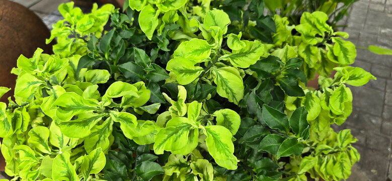 Pedilanthus tithymaloides, Euphorbia tithymaloides, has strikingly beautiful, uniquely wavy, spiraling leaves with variegated white-green or yellowish-green pattern. Edges of leaves faint pinkish. 
