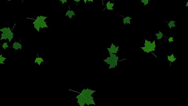 green maple leaves falling on alpha channel 4k loopable animation, realistic leaf on transparent background,nature and environment overlay social media motion design element
