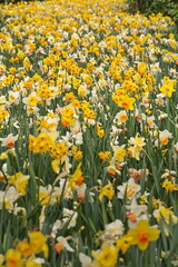 Obraz premium Vast field of blooming yellow and white daffodils in a spring park.