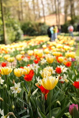 Obraz premium Colorful spring flowerbed with yellow, red, and white tulips in Keukenhof park.