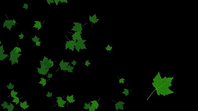 green maple leaves flying with wind on alpha channel 4k animation, realistic leaf on transparent background,nature and environment motion design element
