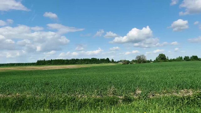 Green crop field with tree line and clouds on a sunny summer day