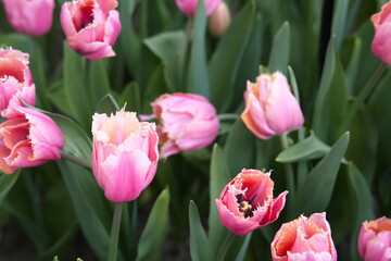 Fototapeta premium Beautiful pink fringed tulips blooming in a garden bed at Keukenhof park.