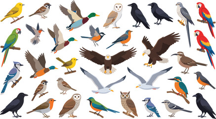 Fototapeta premium Bird illustration collection featuring parrots owls eagles ducks crows sparrows seagulls hummingbirds and other species