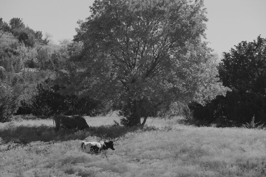 Cow walking through a rural Texas field landscape