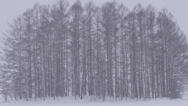 北海道　冬のマイルドセブンの木