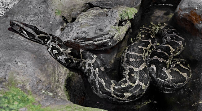 Indian rock python. Latin name - Python molurus	