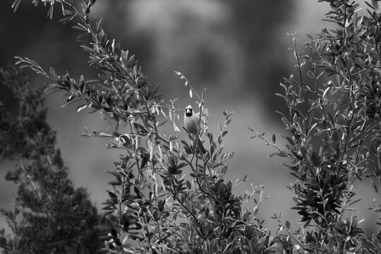 Monochrome portrait of a Northern Cardinal perched in a bush
