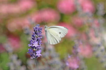 Piéride du chou sur lavande © Dreams 14
