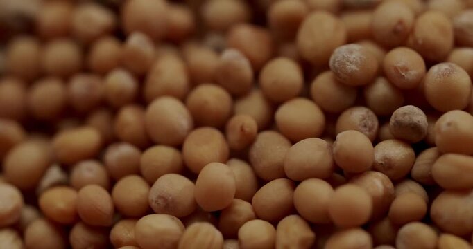 Extreme close up on yellow mustard seeds rotating slowly. This macro shot highlights the texture and details of the raw, dry sinapis alba, a popular condiment and culinary spice for cooking