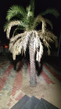 Coconut tree in night mode 