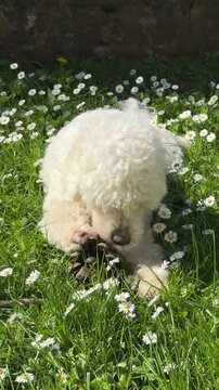 White Lagotto Romagnolo dog relaxing among wild daisies and green grass on a sunny day. Peaceful outdoor scene highlighting nature, companionship and pet lifestyle.