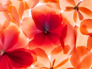 Red begonia flowers – macro photography © Vera Kuttelvaserova