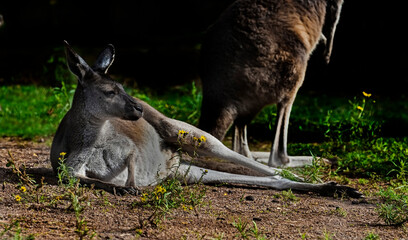 Eastern grey kangaroo on the lawn. Latin name - Macropus giganteus   © Mikhail Blajenov