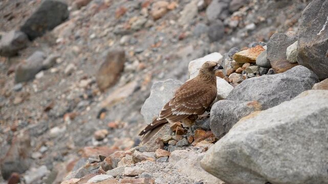A Close-Up Shot of a Juvenile Chimango Caracara (Milvago chimango) Perched on a Rugged, Rocky Mountain Slope in Patagonia, Showing Detailed Brown Plumage