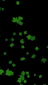 green maple leaves flying with wind on alpha channel 4k animation, realistic leaf on transparent background,nature and environment vertical social media motion design element