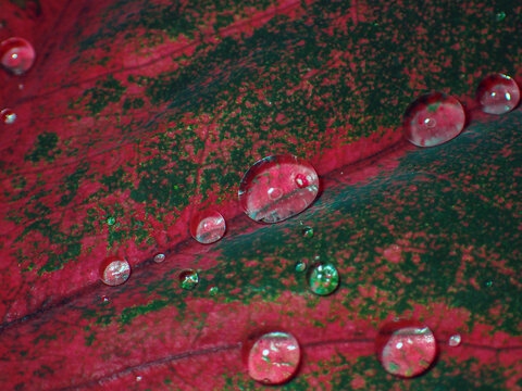 Plectranthus scutellarioides; coleus with water drops