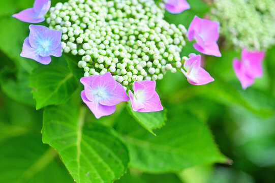 Pink and blue hydrangea flowers with unbloomed buds and green leaves outdoors