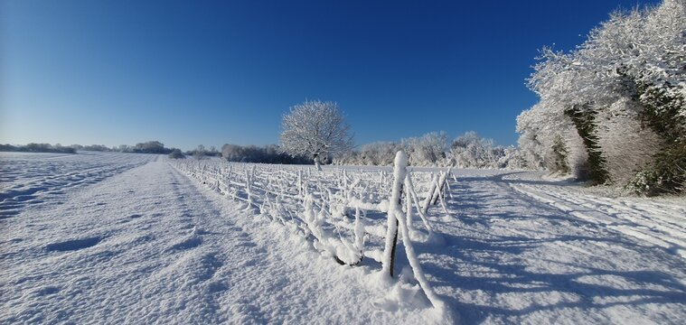 vignes sous la neige