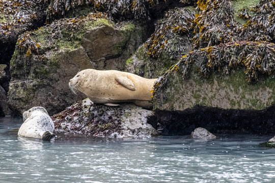 Harbor seal Phoca vitulina resting on seaweed covered rocks along the coast of Kenai Fjords National Park Alaska USA