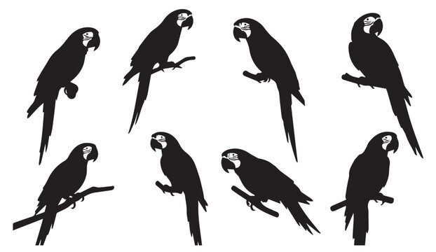 Multiple macaw parrot silhouettes perched on branches during a clean studio shot