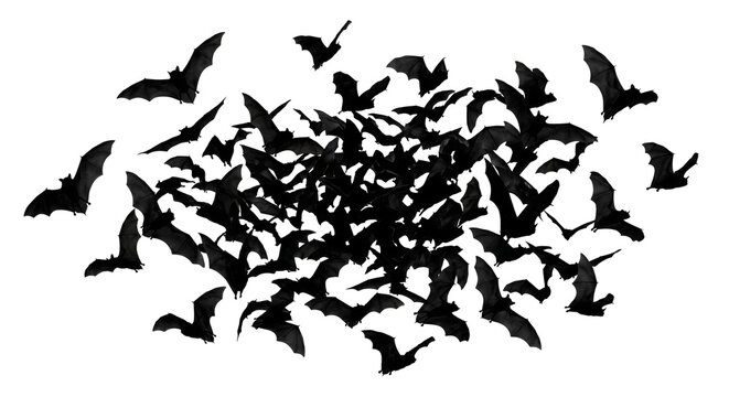 Large flock of swarming black bats flying