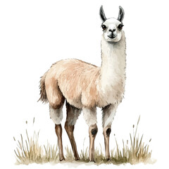 Llama, illustration watercolor with dynamic strokes and balanced color harmony, isolated on a white background. © lunaris