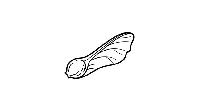 Delicate black and white line art vector icon of a maple seed samara, capturing nature's aerodynamic design for botanical or seasonal themes.